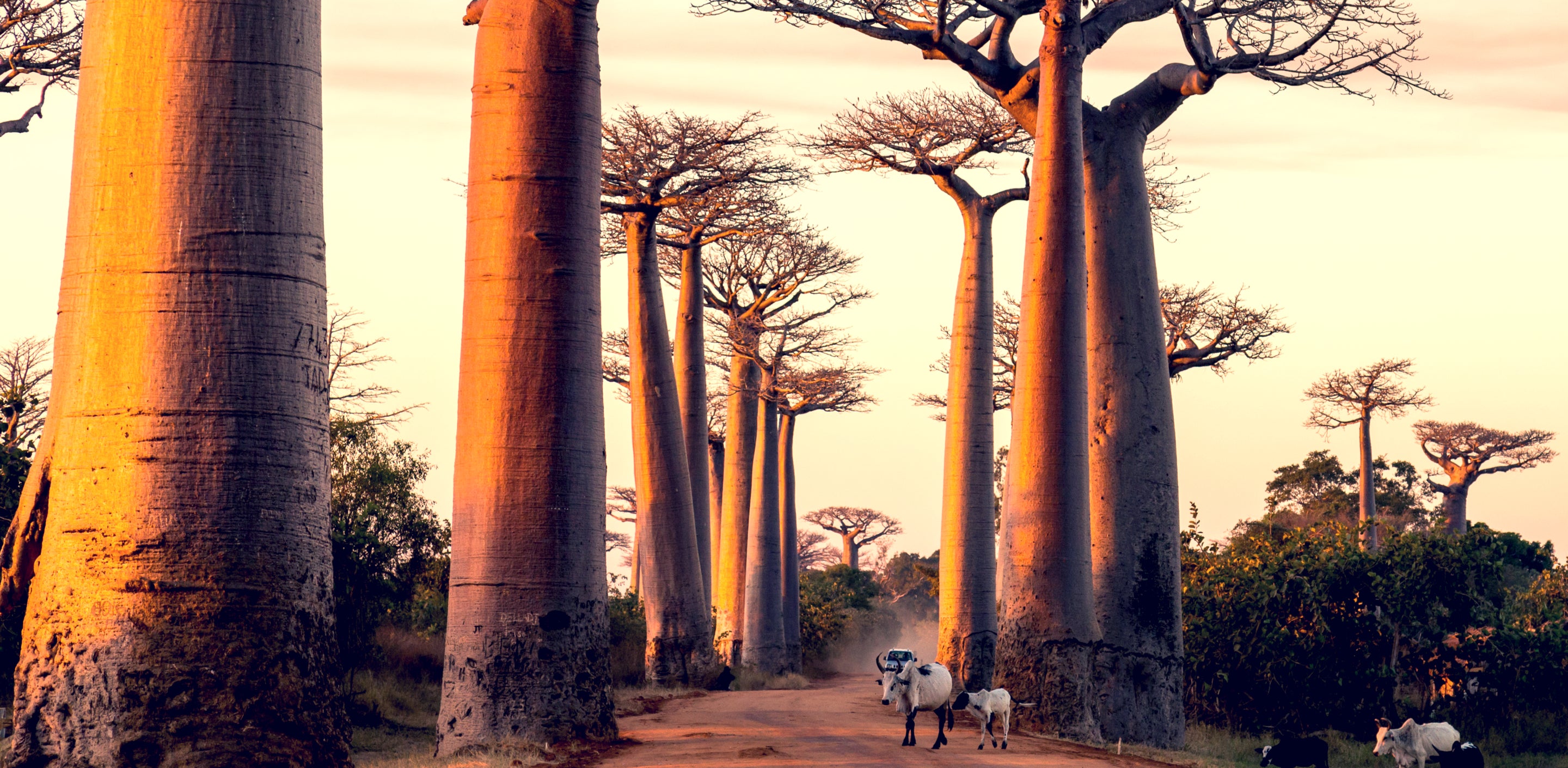 The Benefits of African Baobab Oil