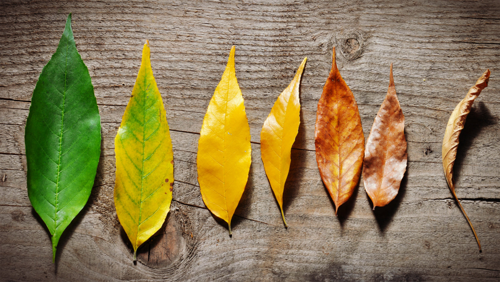 Skin Cycling: Winter Care
