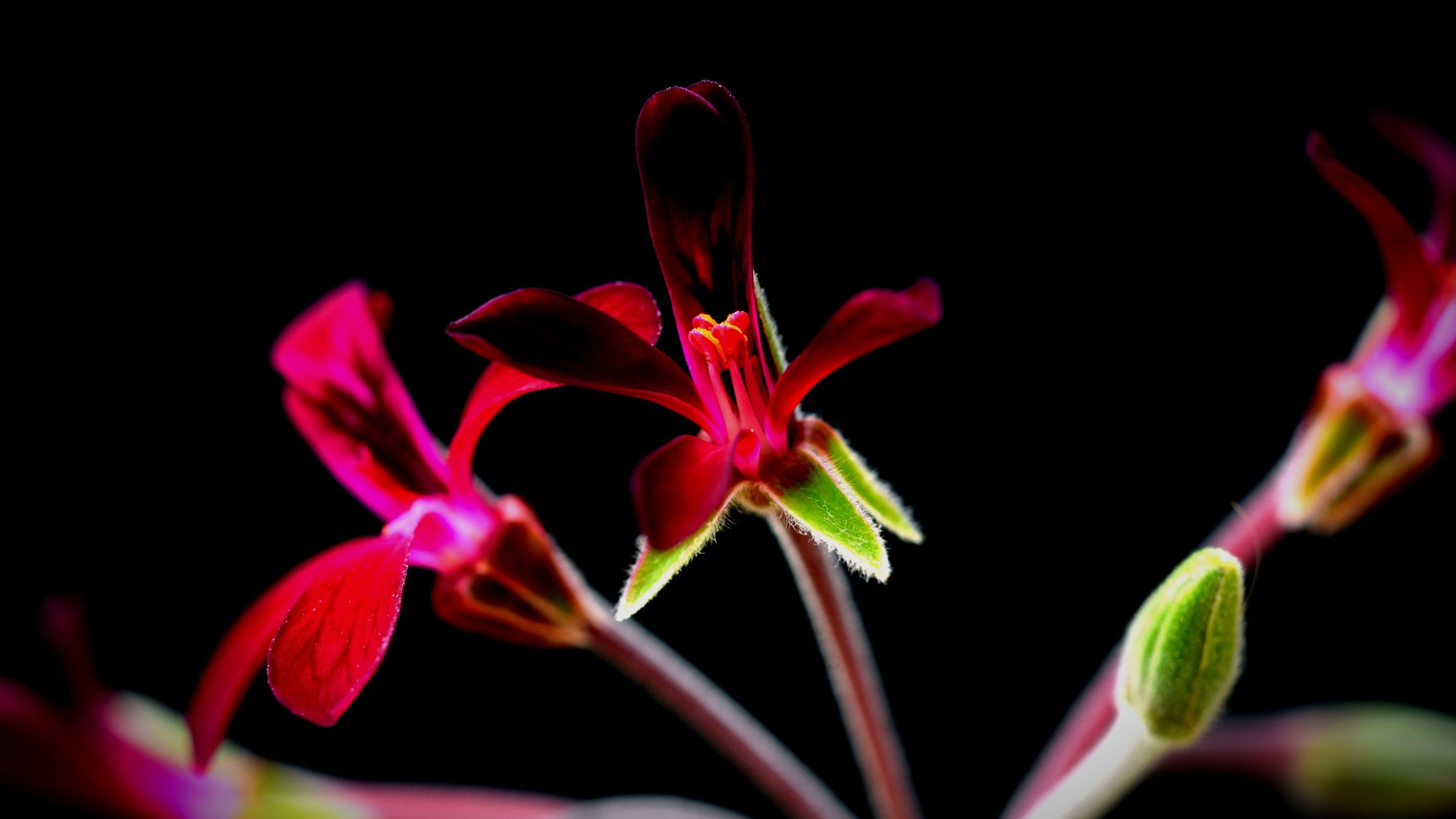 Pelargonium sidoides (Umckaloabo) is a flowering plant that is native to South Africa. Its roots are used for medicine against infections such as bronchitis, sore throat, tonsillitis, and the common cold. We use the root in our BIO-IMMUNITY™ Herbal Tea.
