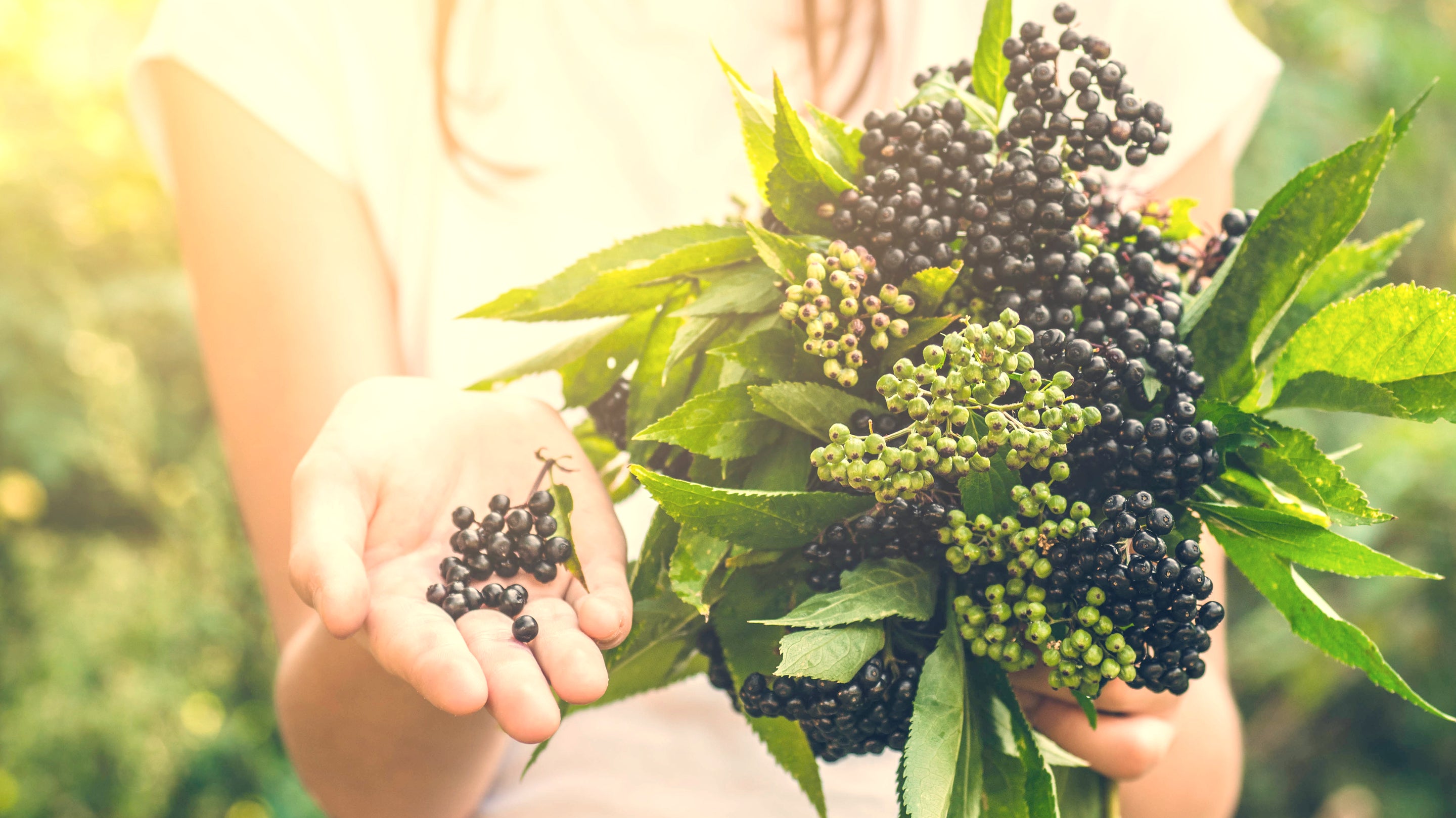 kokoberna, immune system function, how to boost your immune system, how does the immune system work, what organs make up the immune system, elderberry, immunity