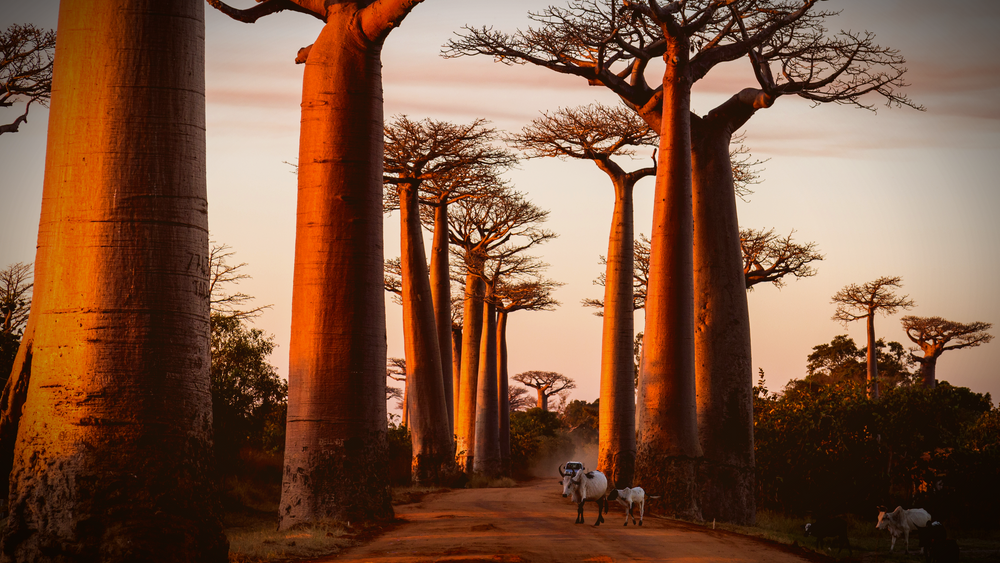 Sunlit African village avenue lined with mature baobab trees, Adansonia digitata.