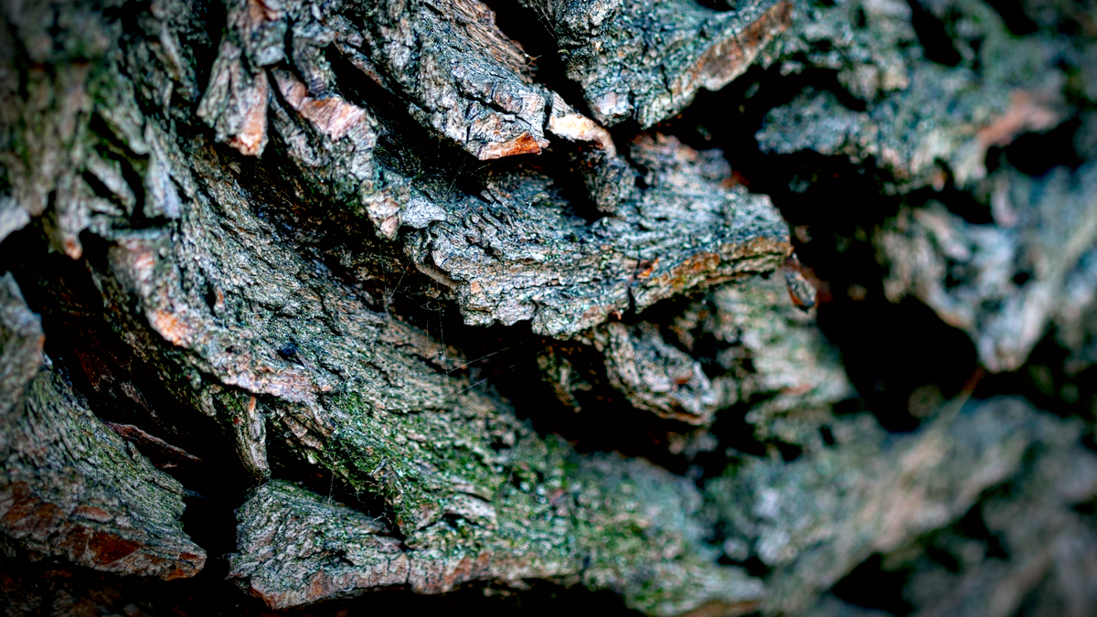 Close-up of rough, deeply textured willow bark.