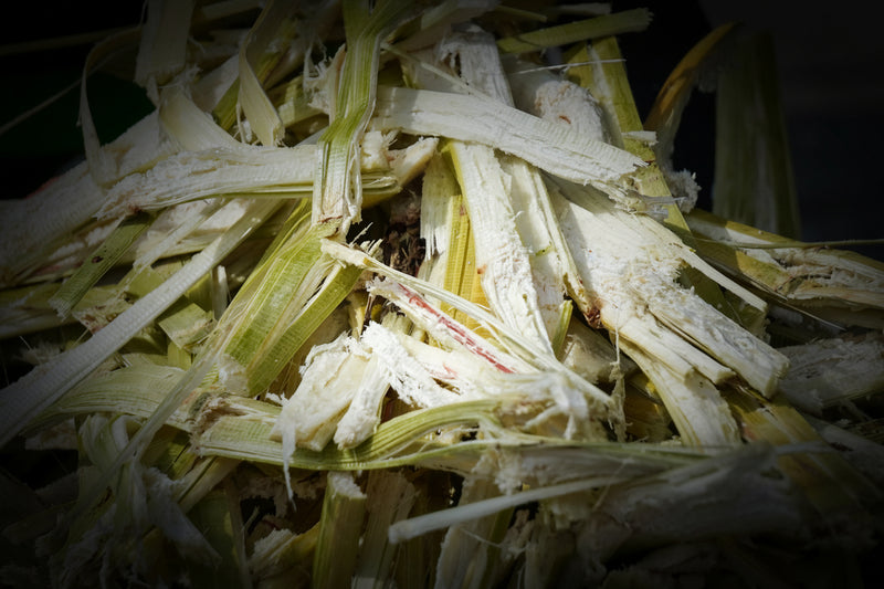 Cut sugar cane stalks arranged over green palm leaves.