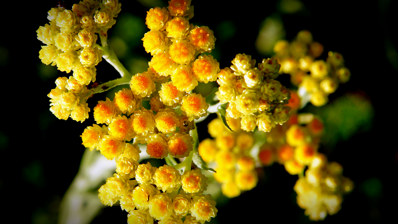 Yellow helichrysum immortelle flower clusters against a dark background, Helichrysum italicum.
