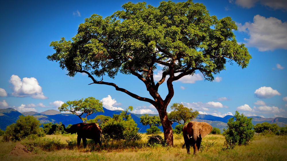Broad-canopied marula tree with two elephants in an African grassland landscape beneath a blue sky.
