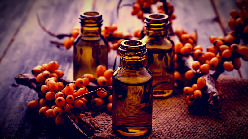 Sea buckthorn berries, Hippophae rhamnoides.