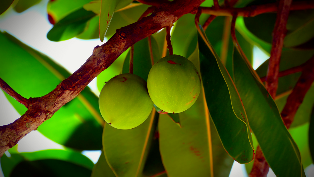 Tamanu foraha fruit and leaves, Calophyllum inophyllum.